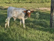 Lady Star Dust Bull Calf