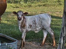 Brandywine Heifer