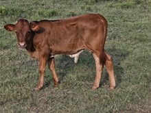 Shadow PAT Bull Calf